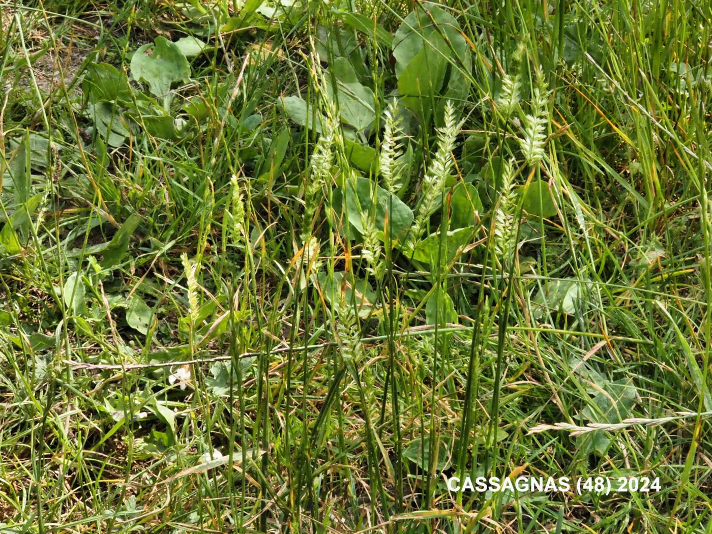 Dog's-Tail, Crested plant